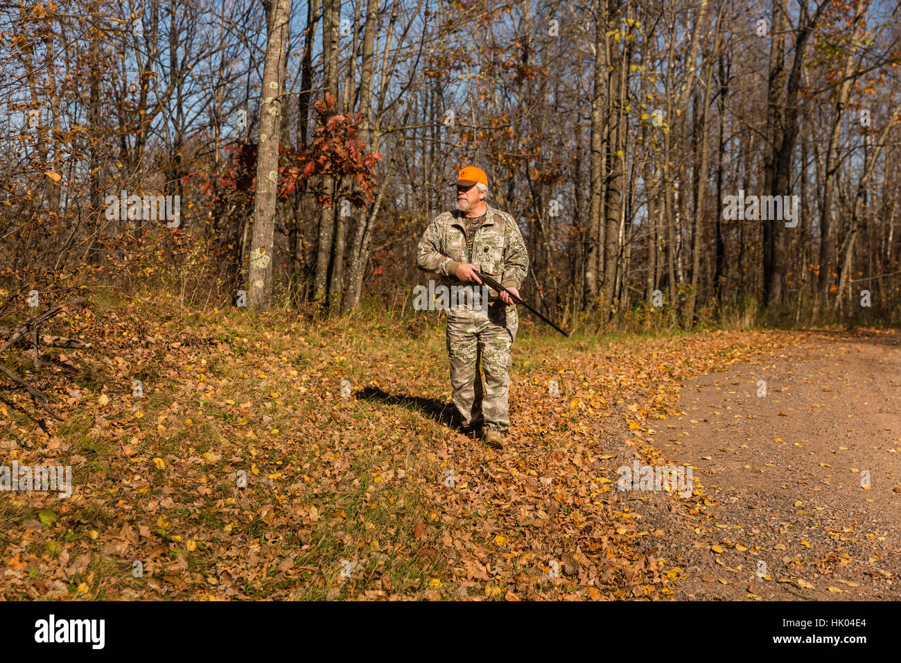 Ruffed grouse hunting in autumn Stock Photo Alamy