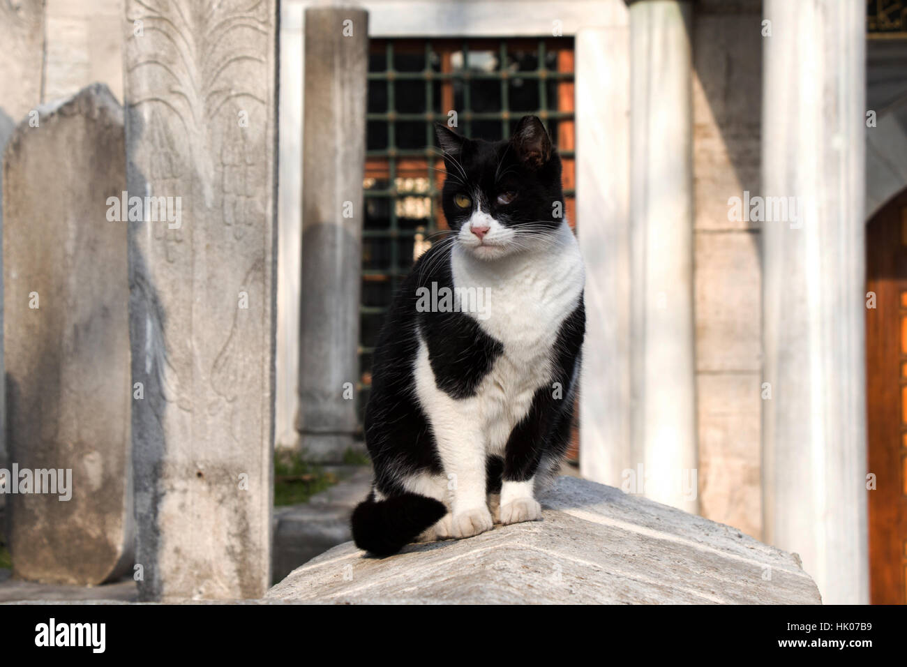 Another portrait of the homeless street cat Stock Photo - Alamy