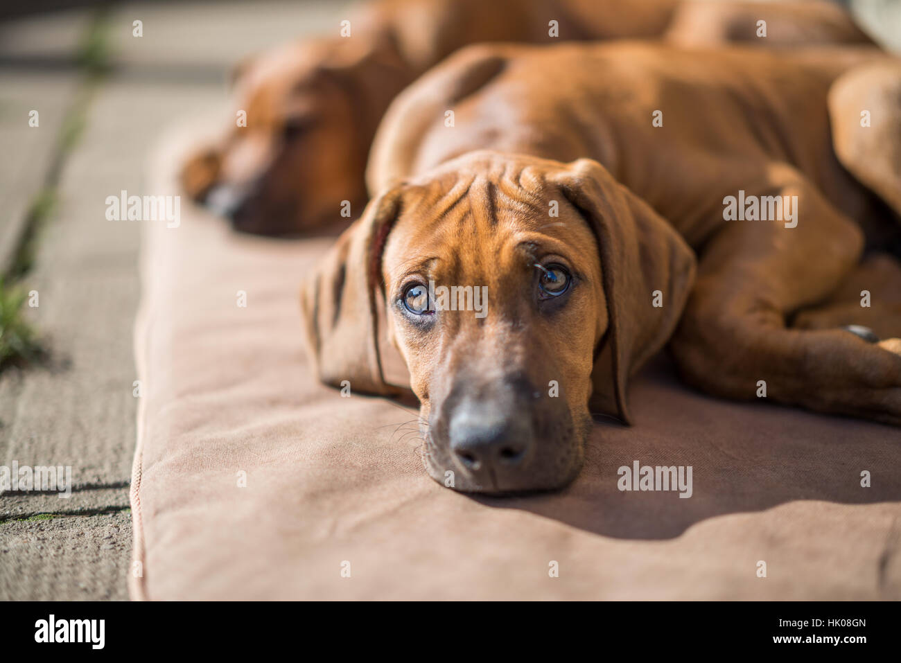 Rhodesian Ridgeback Puppy Stock Photo Alamy