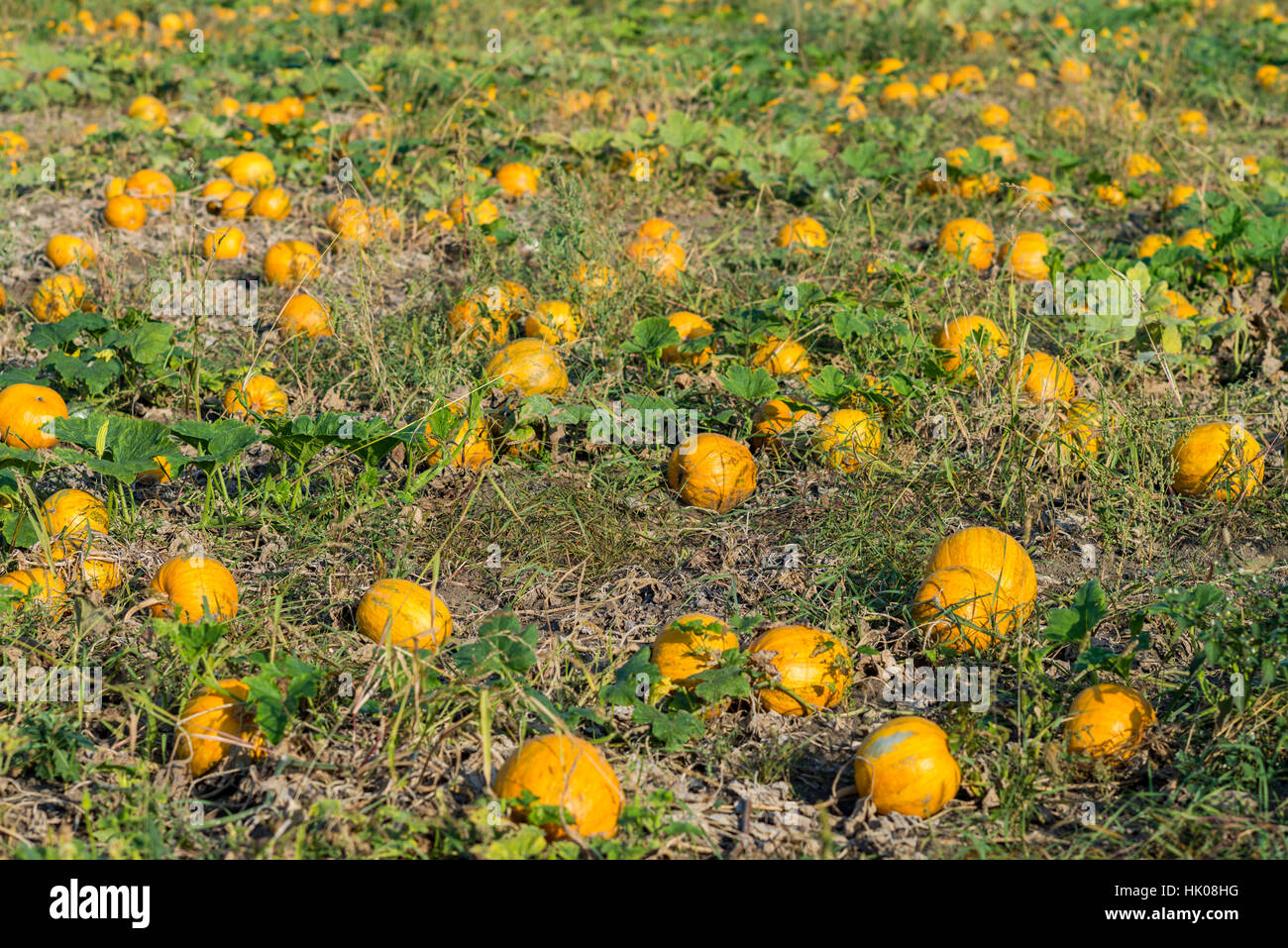 pumpkin in a field Stock Photo - Alamy