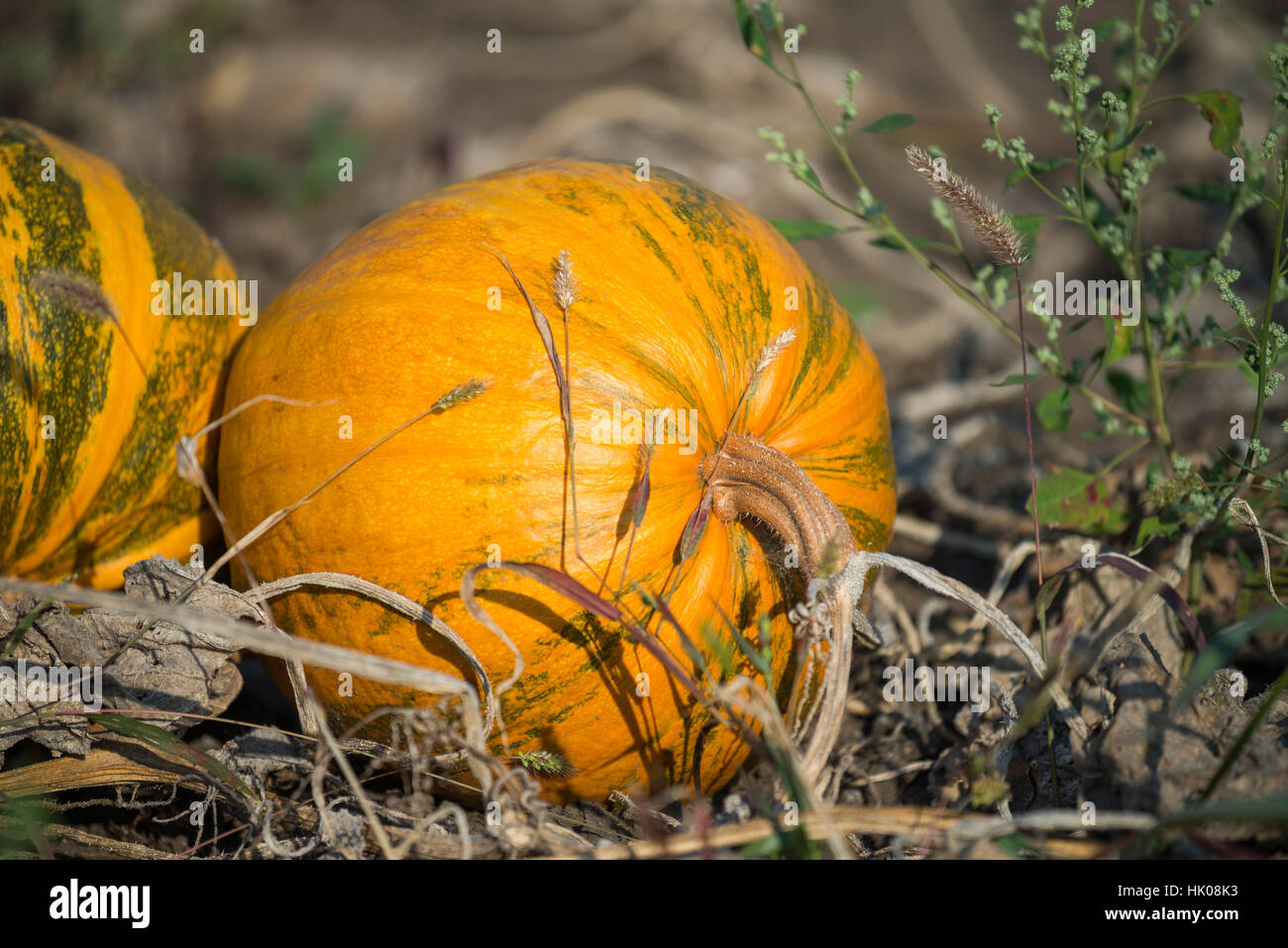 closeup of the pumpkin in a field Stock Photo - Alamy
