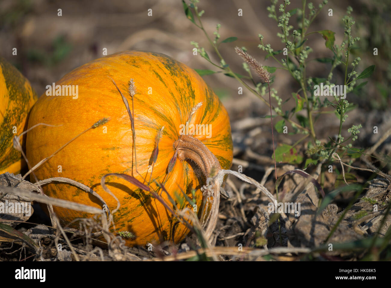 closeup of the pumpkin in a field Stock Photo - Alamy