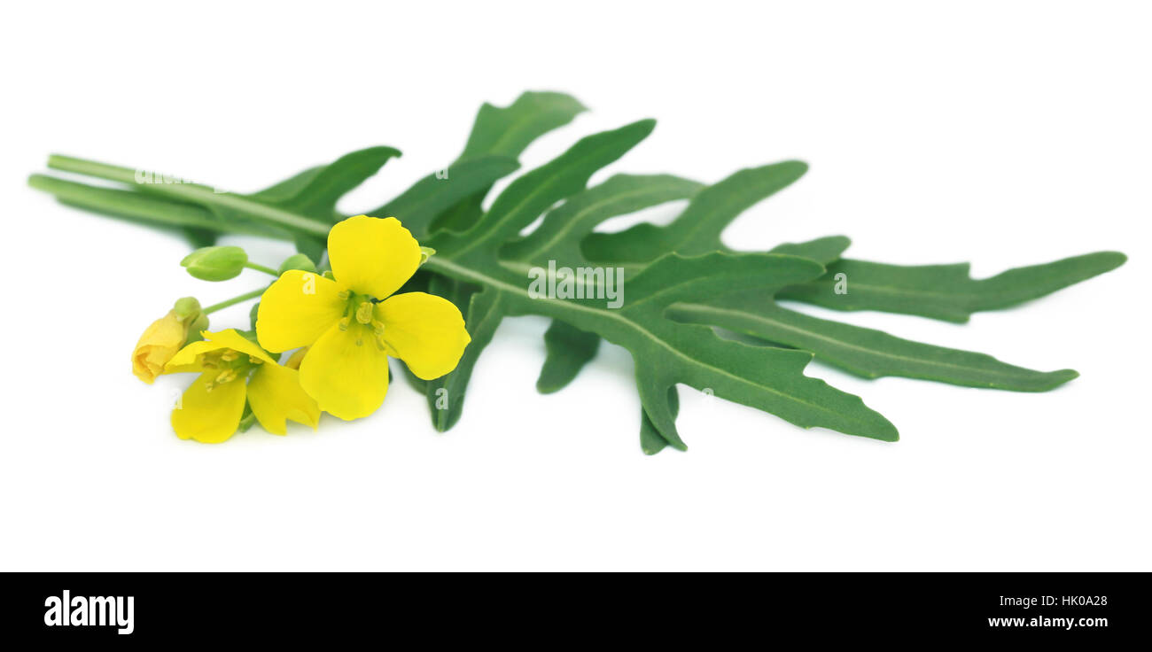 Fresh arugula or rucola leaves with flowers over white background Stock Photo