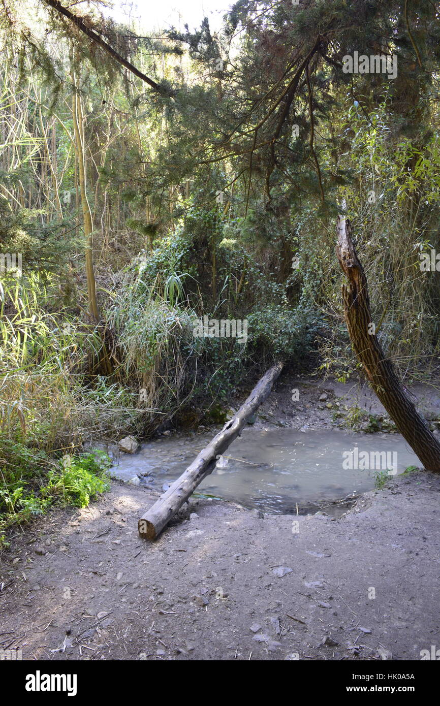 Log over river water in national park Stock Photo Alamy