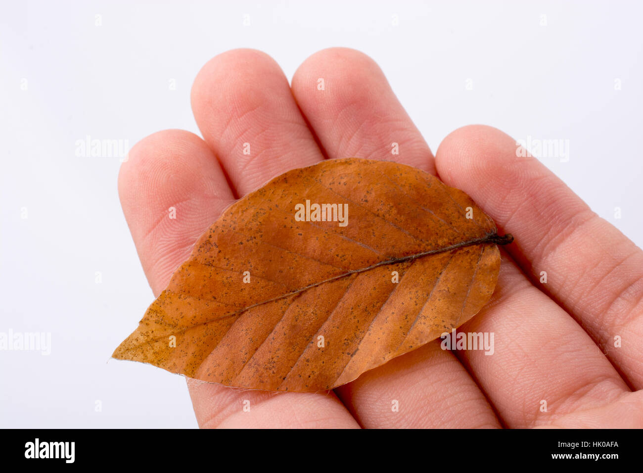Hand holding a dry autumn leaf in hand on a white background Stock