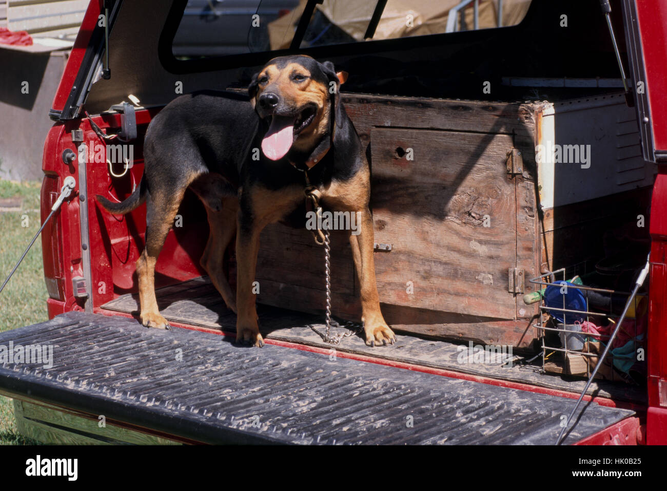 Leopard Cur Leopard hound hi-res stock photography and images - Alamy