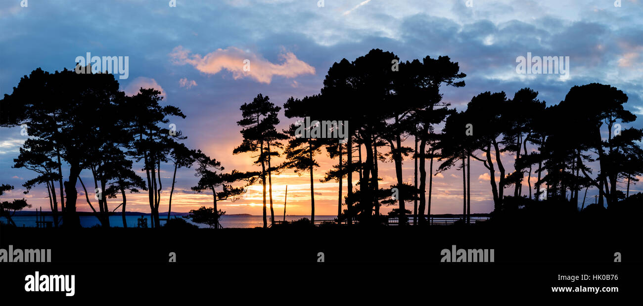 Stunning sunset silhouette of trees and sea in background Stock Photo ...