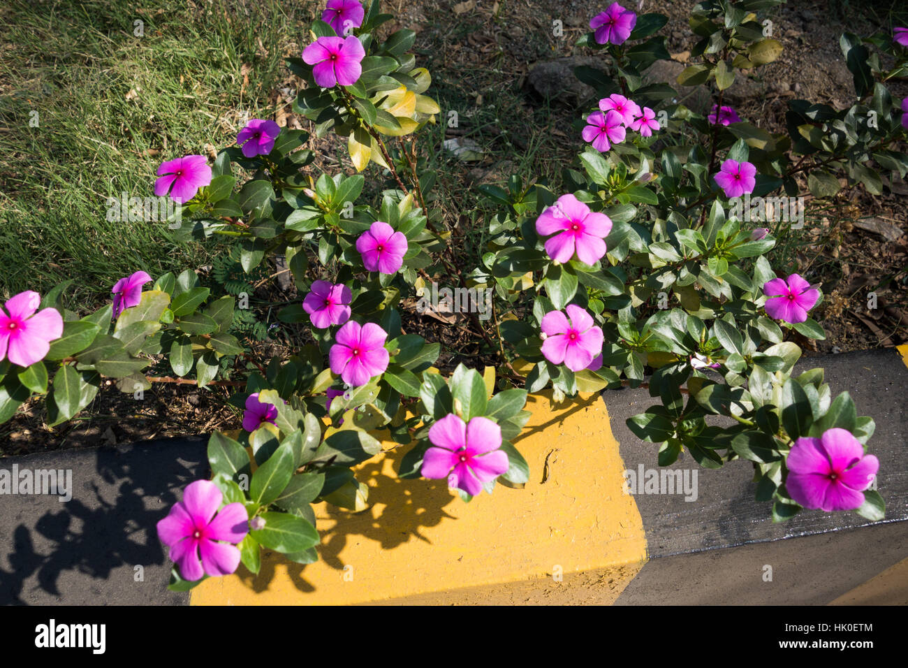 an Old World plant with flat five-petalled, typically bluish flowers and glossy leaves Stock Photo