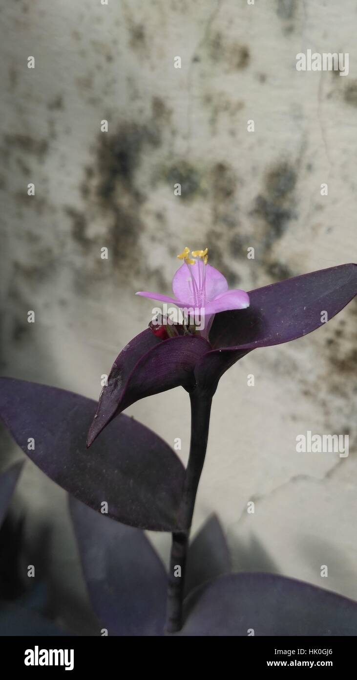Indian flower show hi-res stock photography and images - Alamy