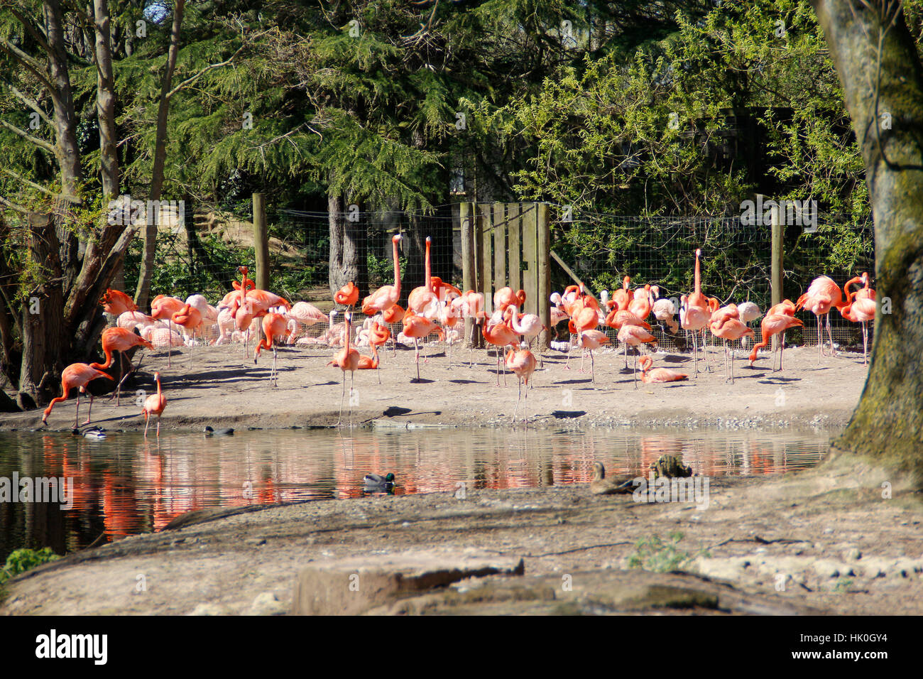 Pink flamingos next to a watering pool at Gullivers World Stock Photo