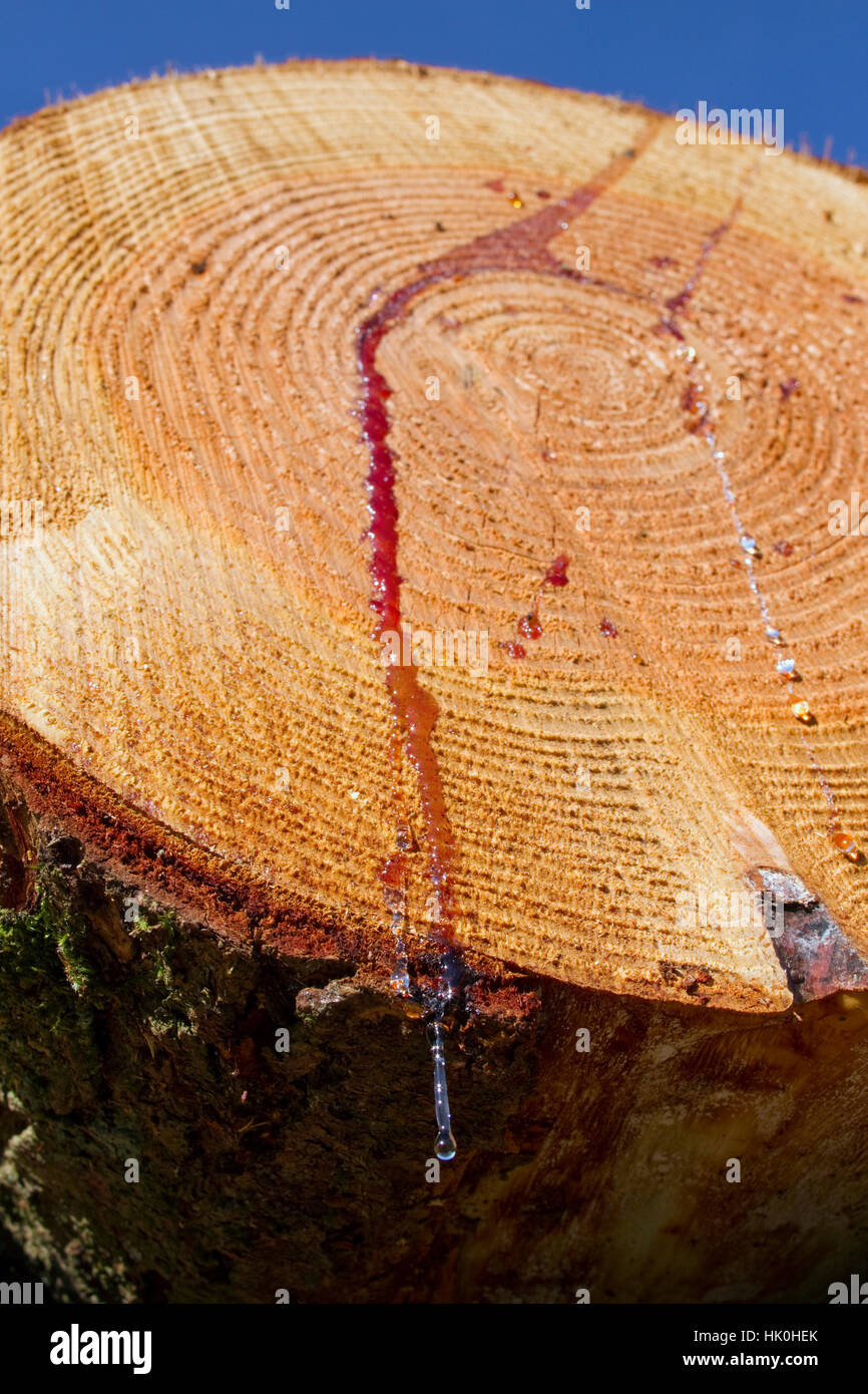 Resin Tree Stock Photos & Resin Tree Stock Images Alamy