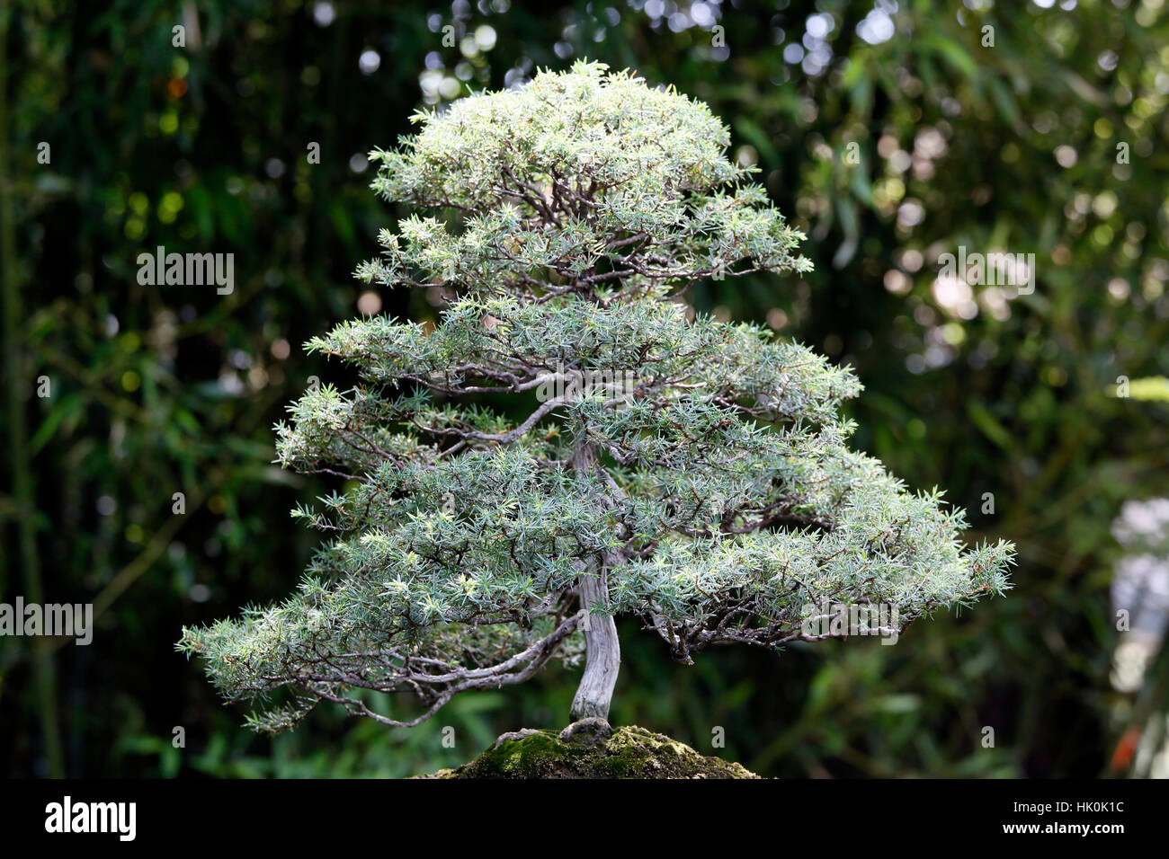France, Paris. Val de Marne. Vincennes. Parc Floral de Vincennes