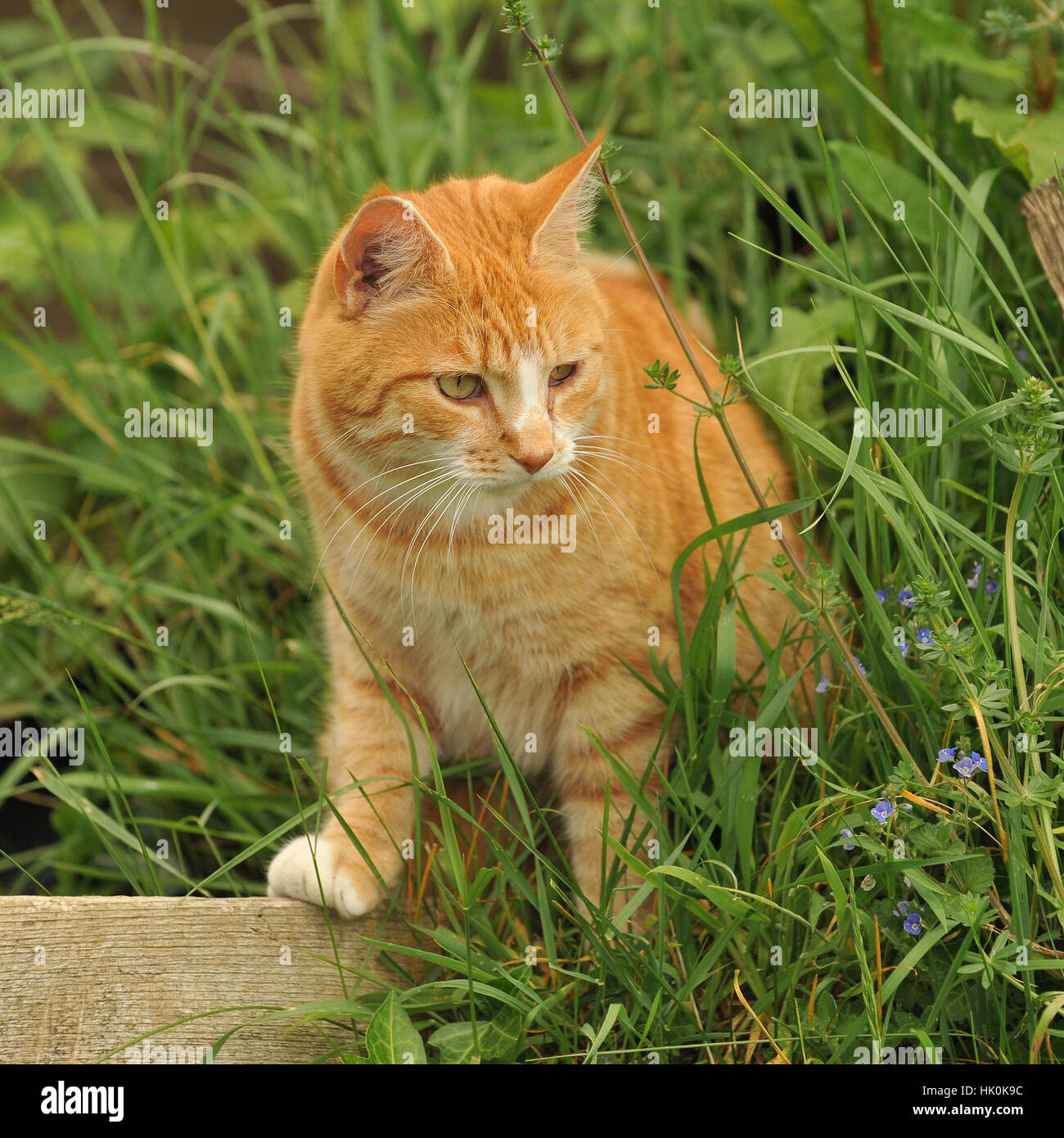 Country cat hires stock photography and images Alamy