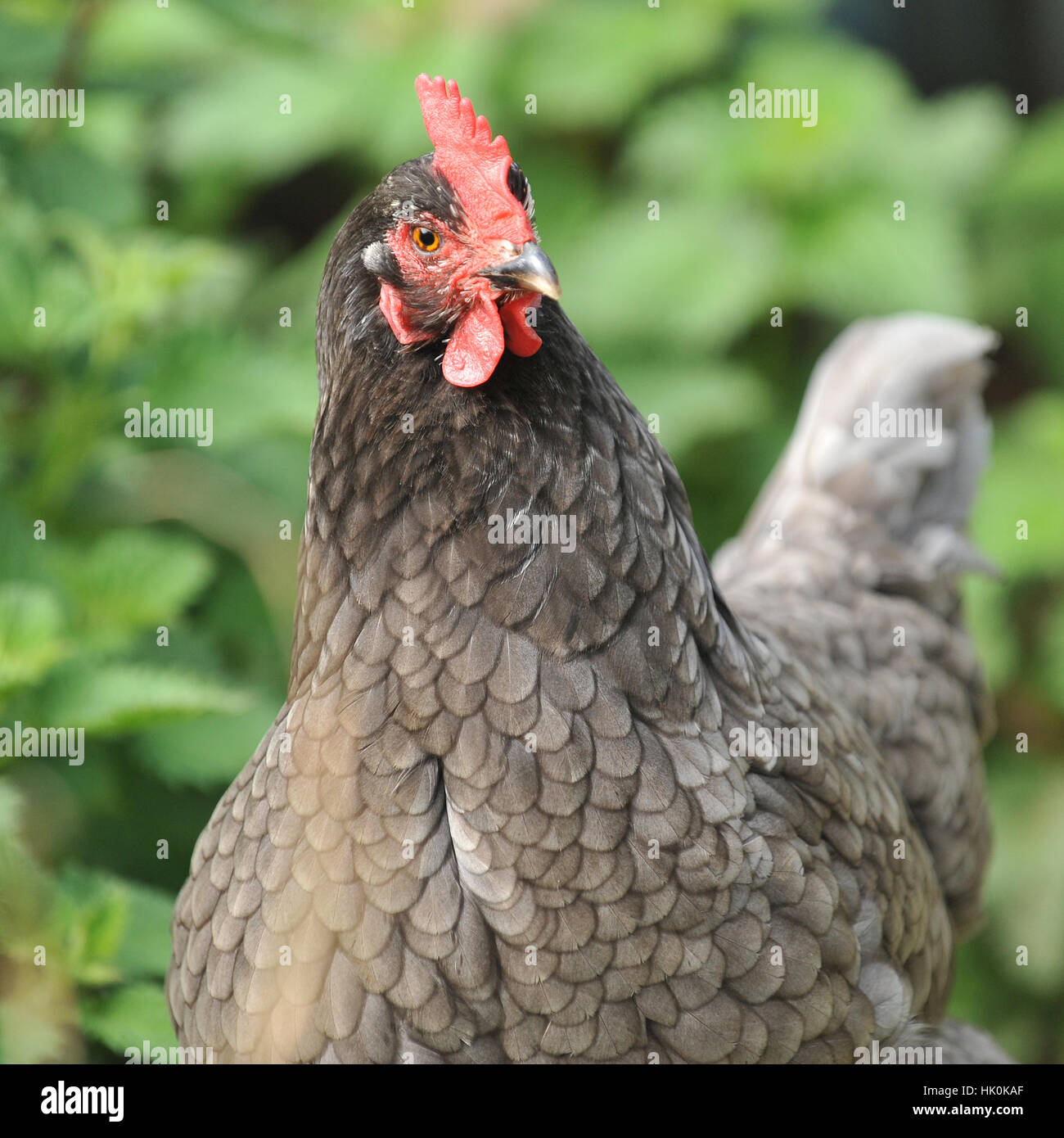 free range bluebell chicken Stock Photo