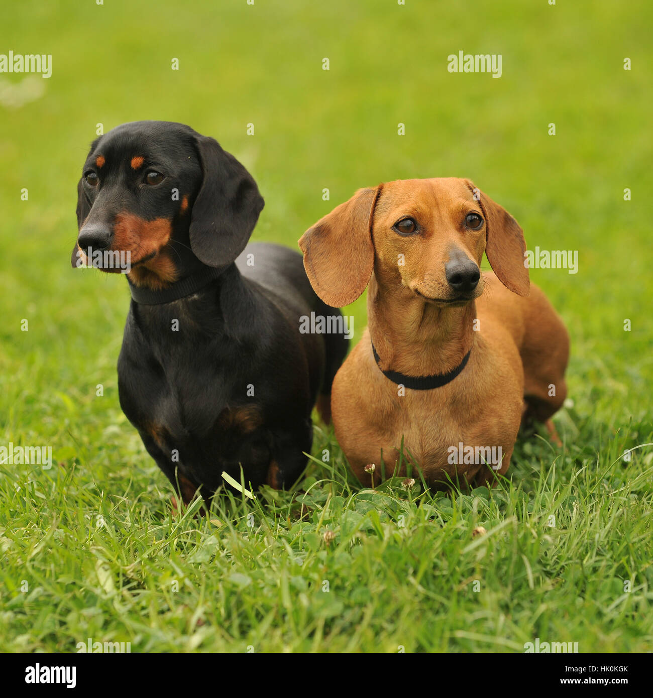 miniature smooth haired dachshund Stock Photo