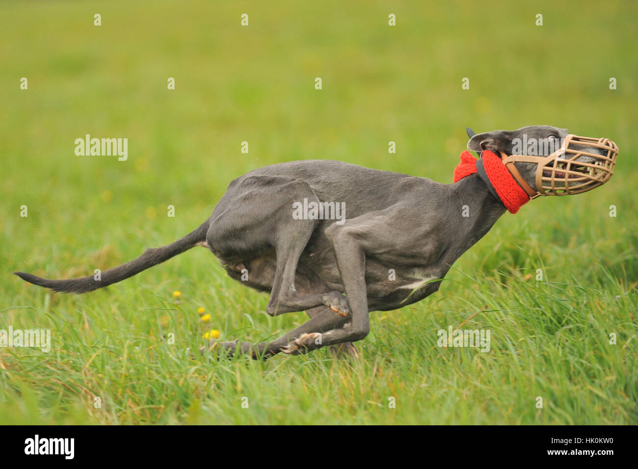 greyhounds lure coursing Stock Photo