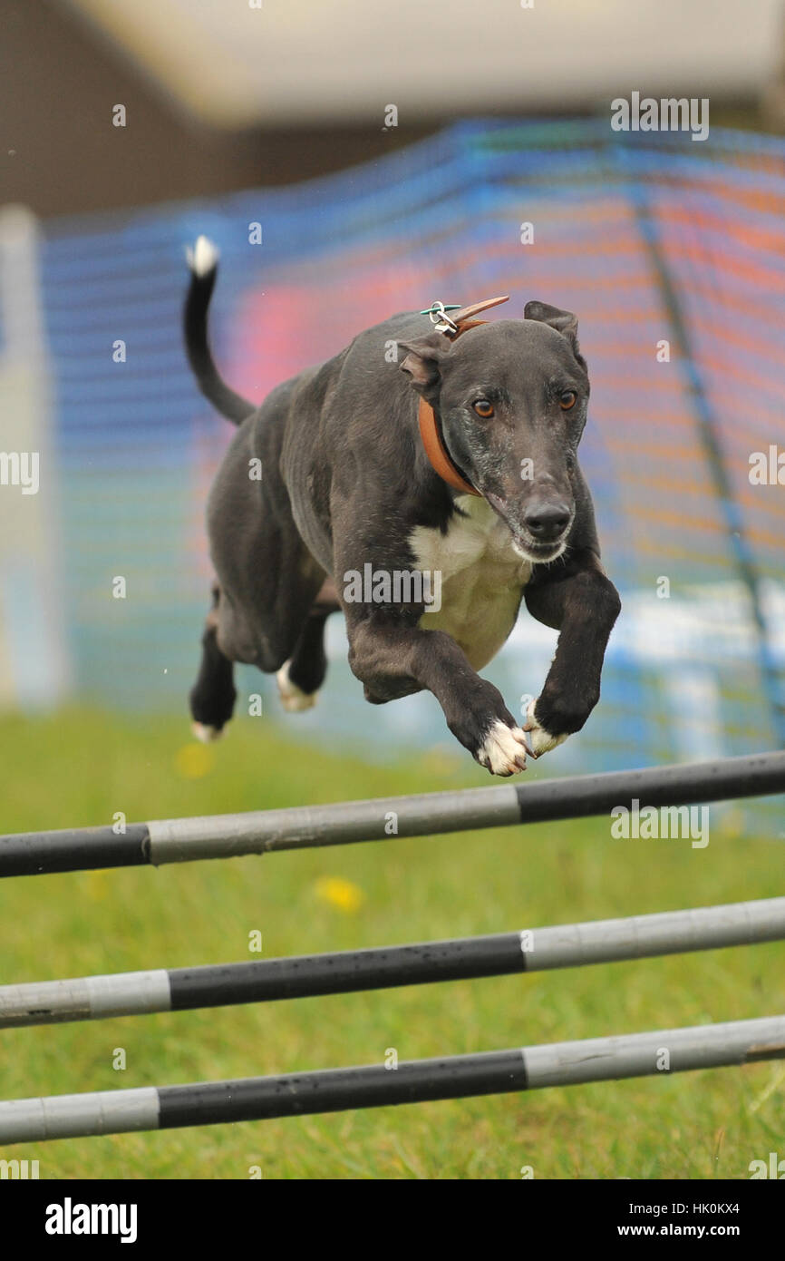 lurcher dog doing agility Stock Photo Alamy