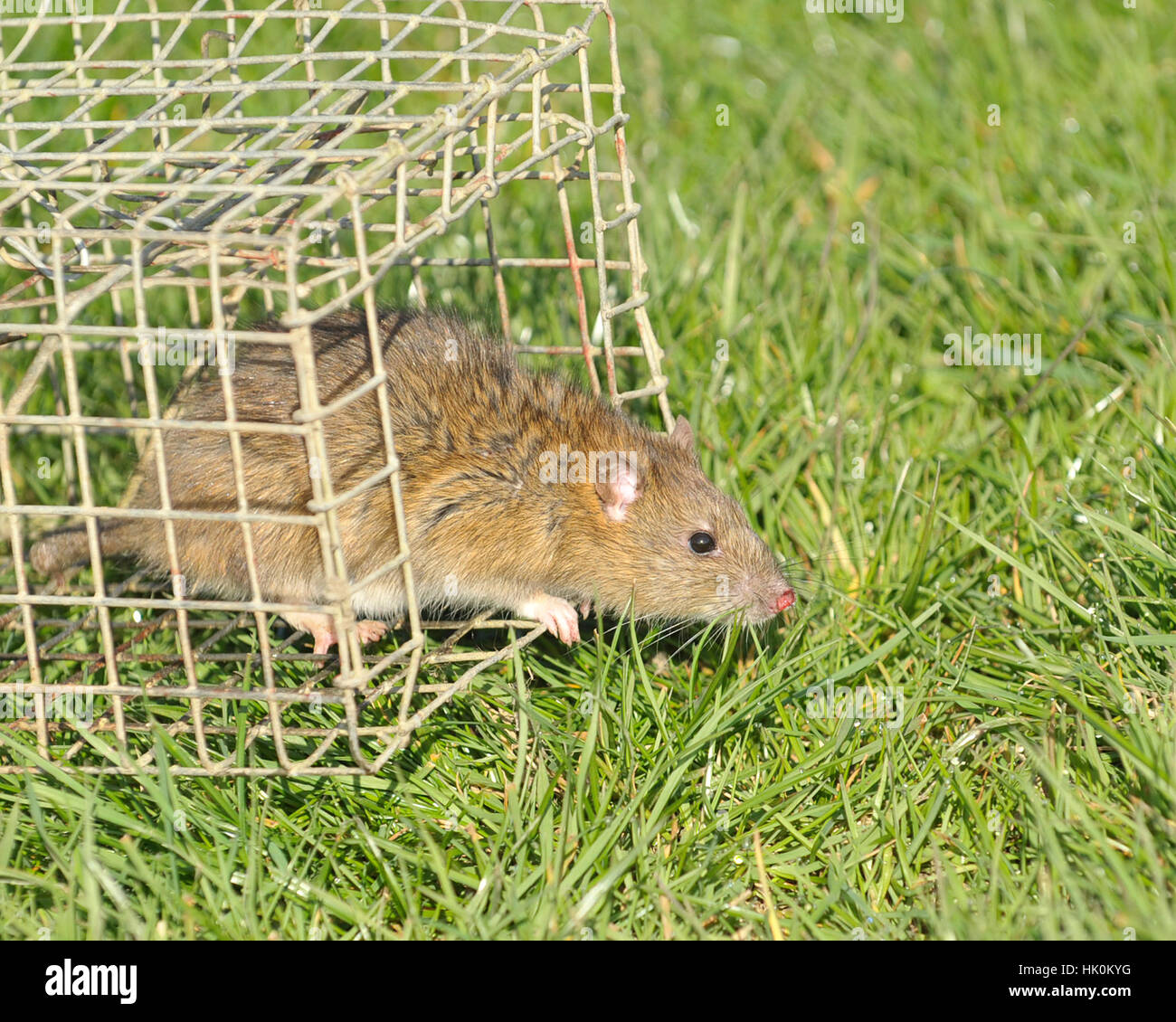 brown rat escaping cage trap Stock Photo Alamy
