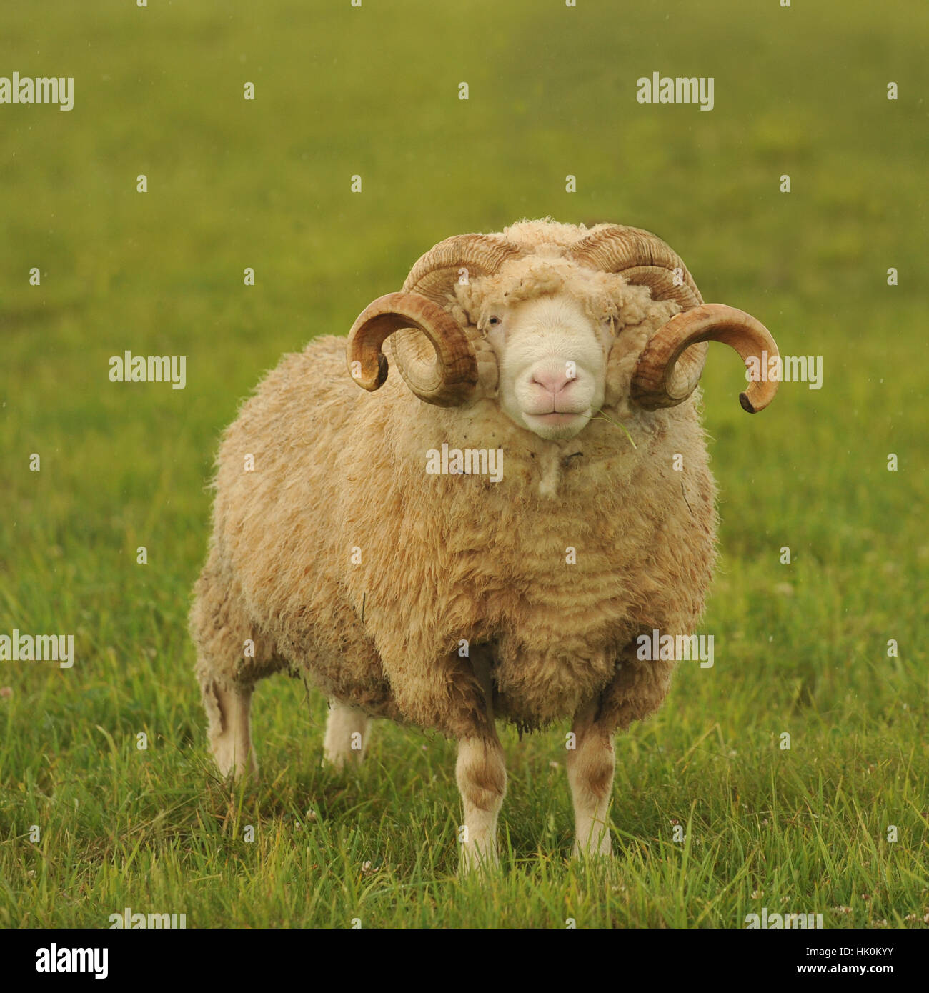 dorset horn sheep Stock Photo Alamy