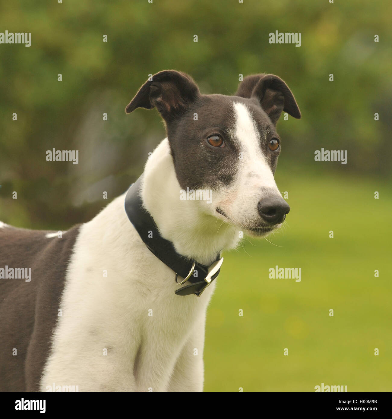 Portrait dog head profile greyhound hires stock photography and images