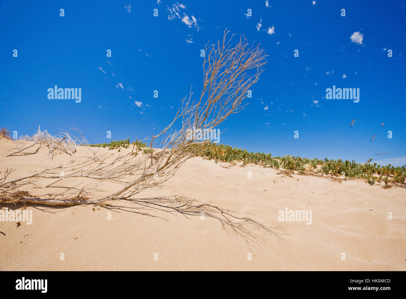blue, beach, seaside, the beach, seashore, branch, backdrop, background, Stock Photo