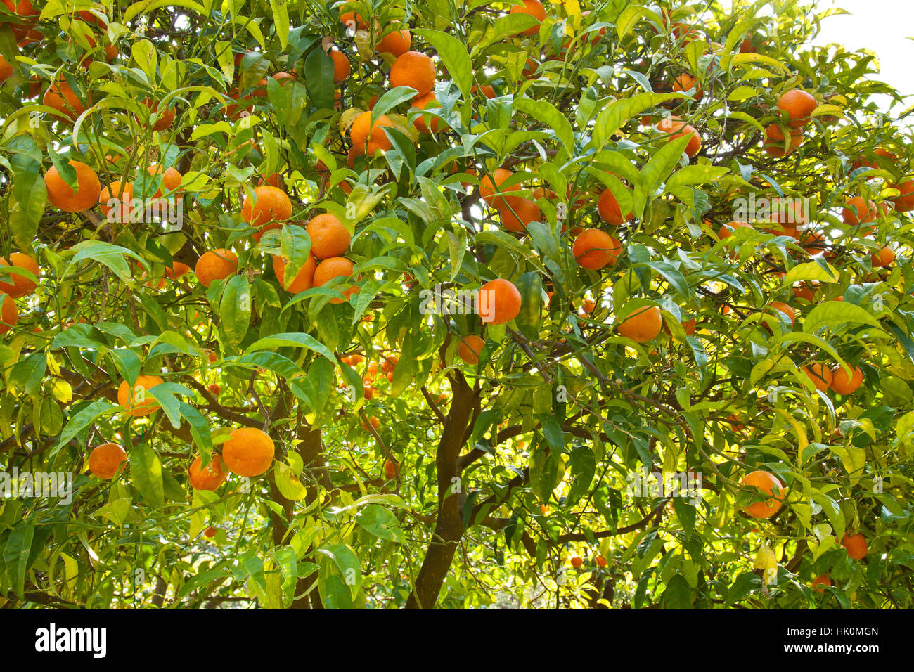 Orange tree Stock Photo
