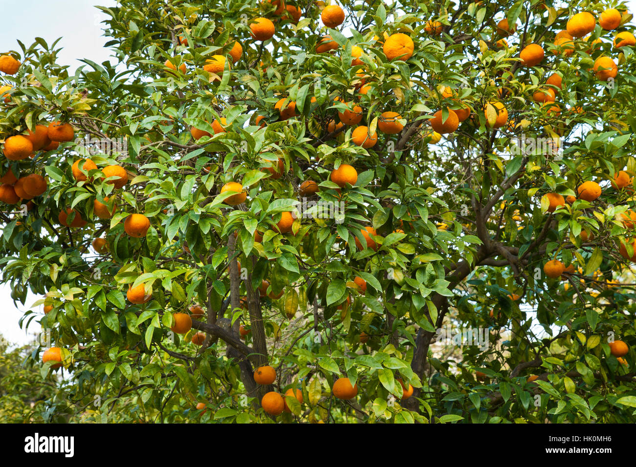 bitter orange, also known as Seville orange, sour orange, bigarade orange, and marmalade orange, (Citrus aurantium) Stock Photo