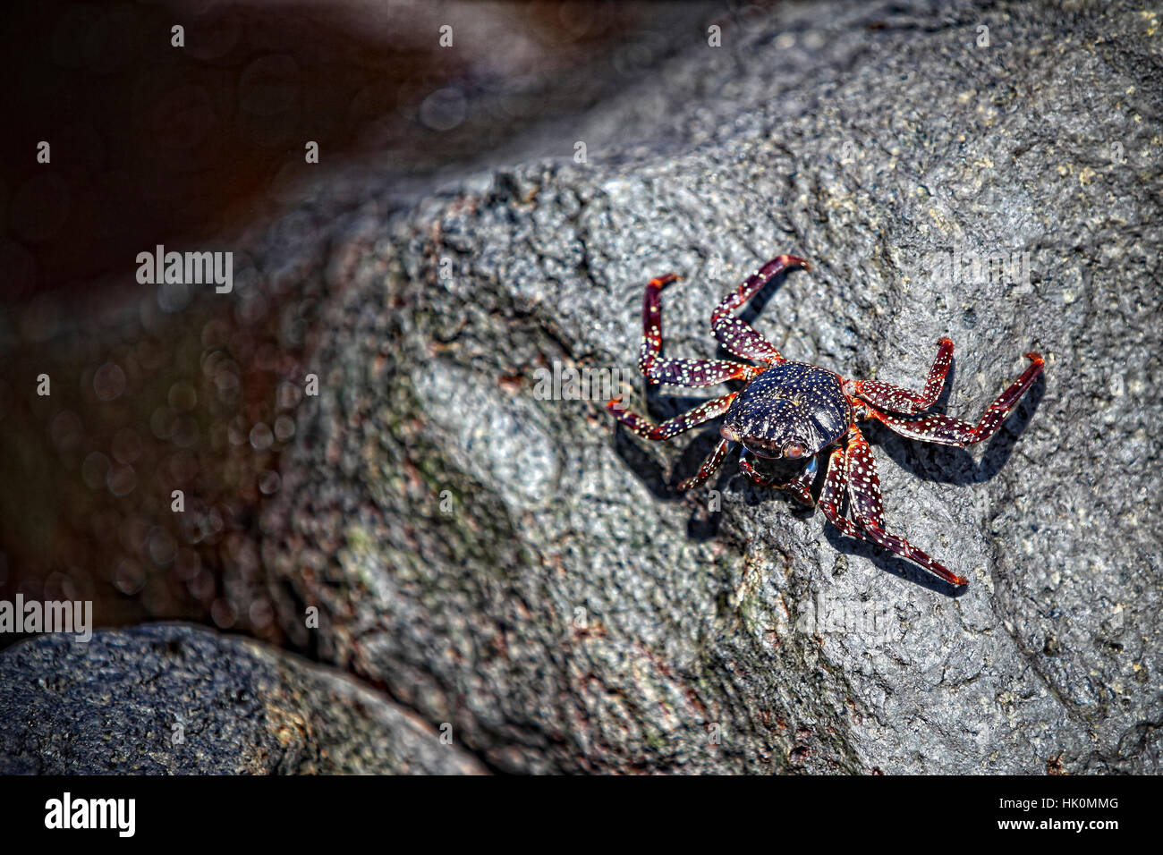 Red crabs galapagos islands hi-res stock photography and images - Alamy