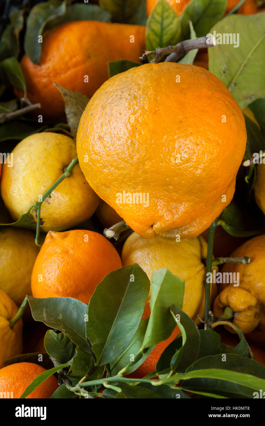 Citrus, lemons and citrons on a market in Menton, France Stock Photo