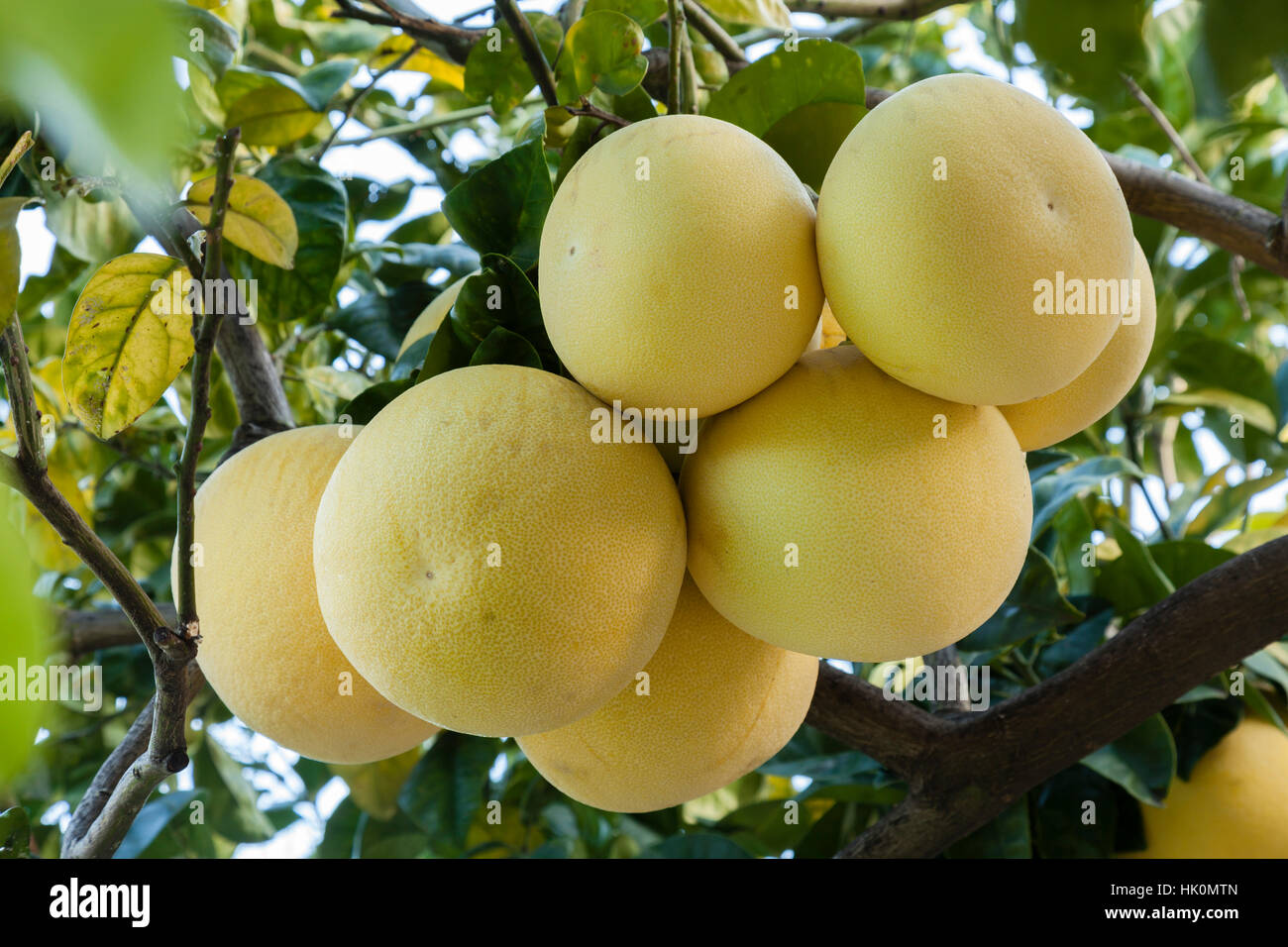 fruit of pomelo (Citrus maxima), France, Alpes-Maritimes , Menton. Stock Photo