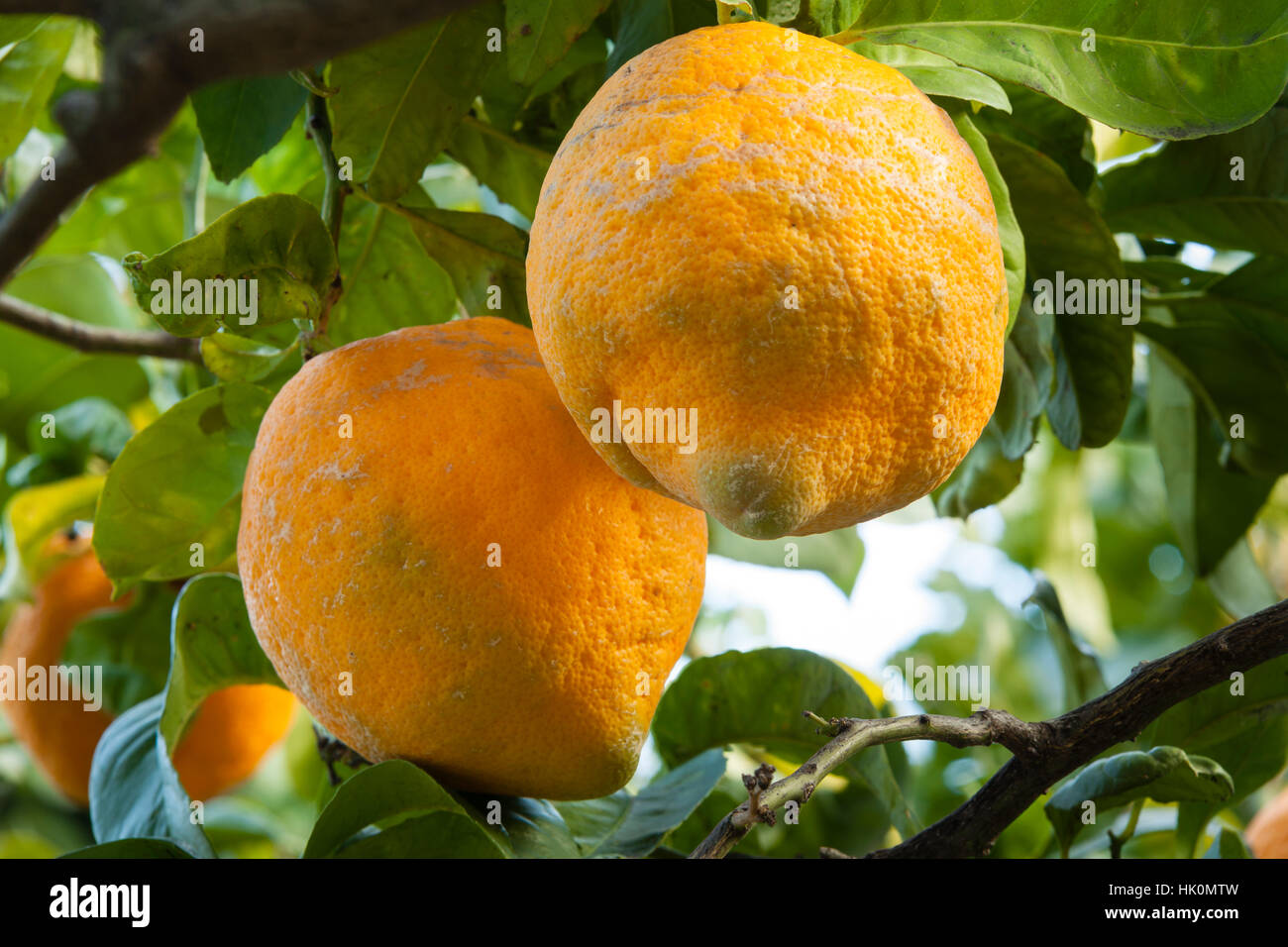 citron of Florence, Citrus medica 'de Florence', France, Menton. Stock Photo