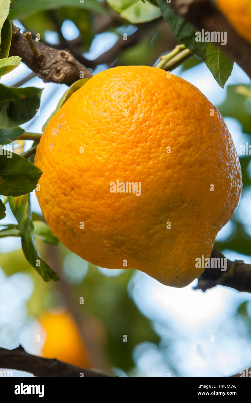 citron of Florence, Citrus medica 'de Florence', France, Menton. Stock Photo