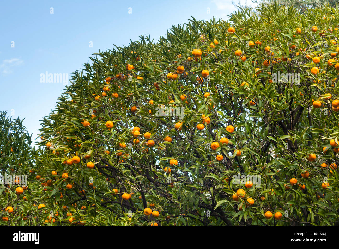 mandarin tree 'Blanco', Citrus reticulata 'Blanco', France, Menton Stock Photo