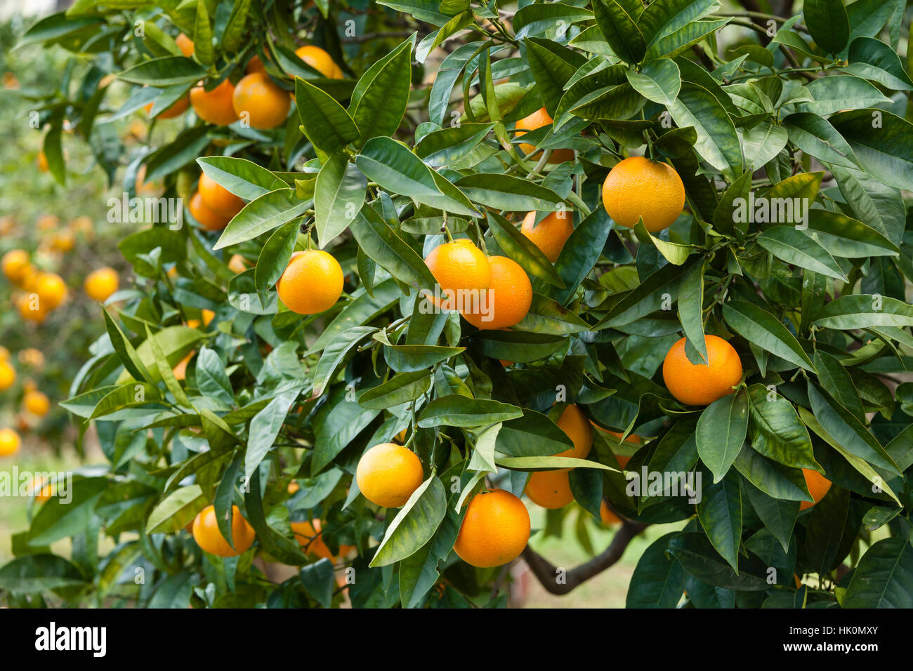 oranges 'Valencia Late', Orange tree Valencia Late (Citrus sinensis