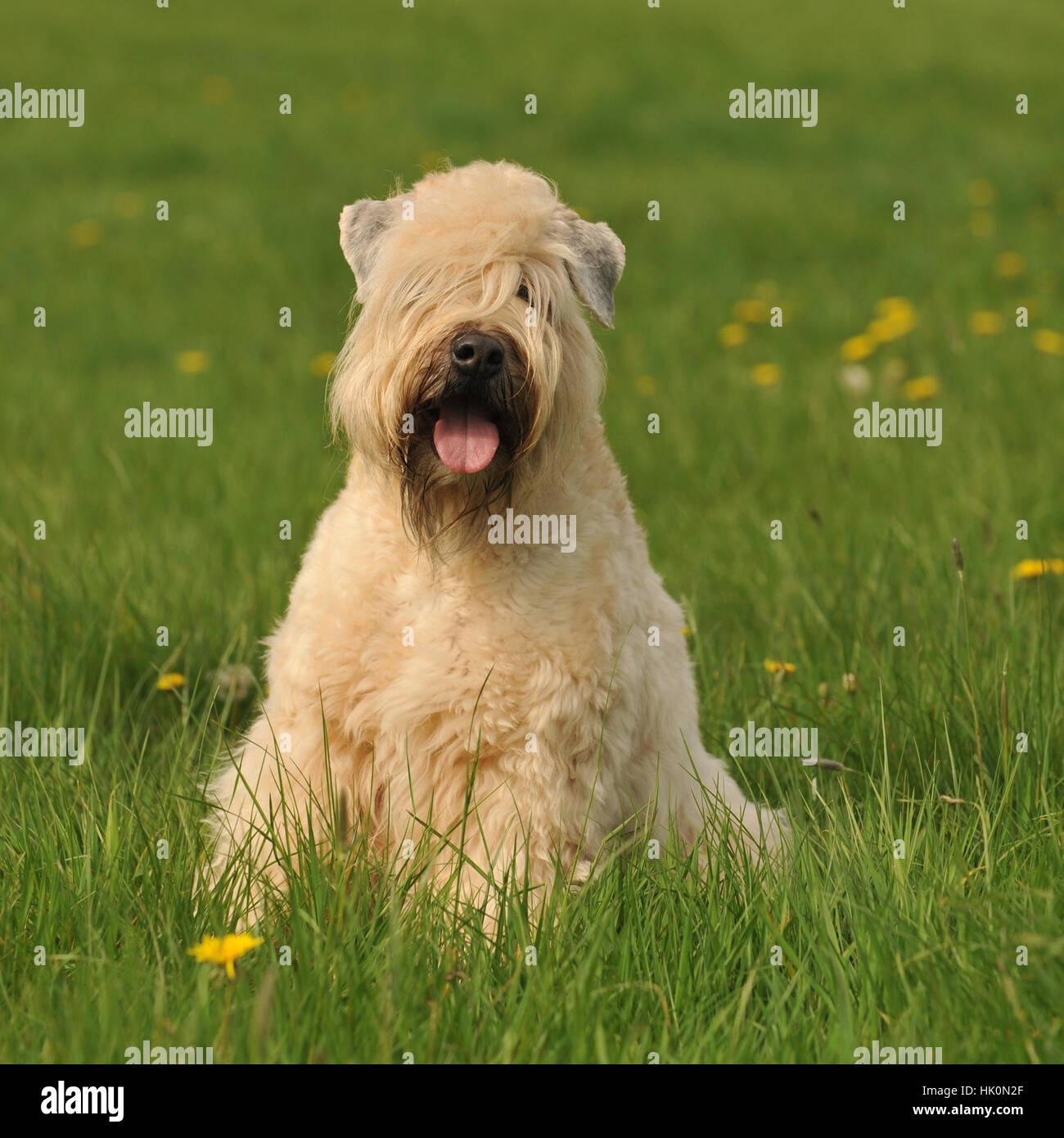 softcoated wheaten terrier Stock Photo Alamy
