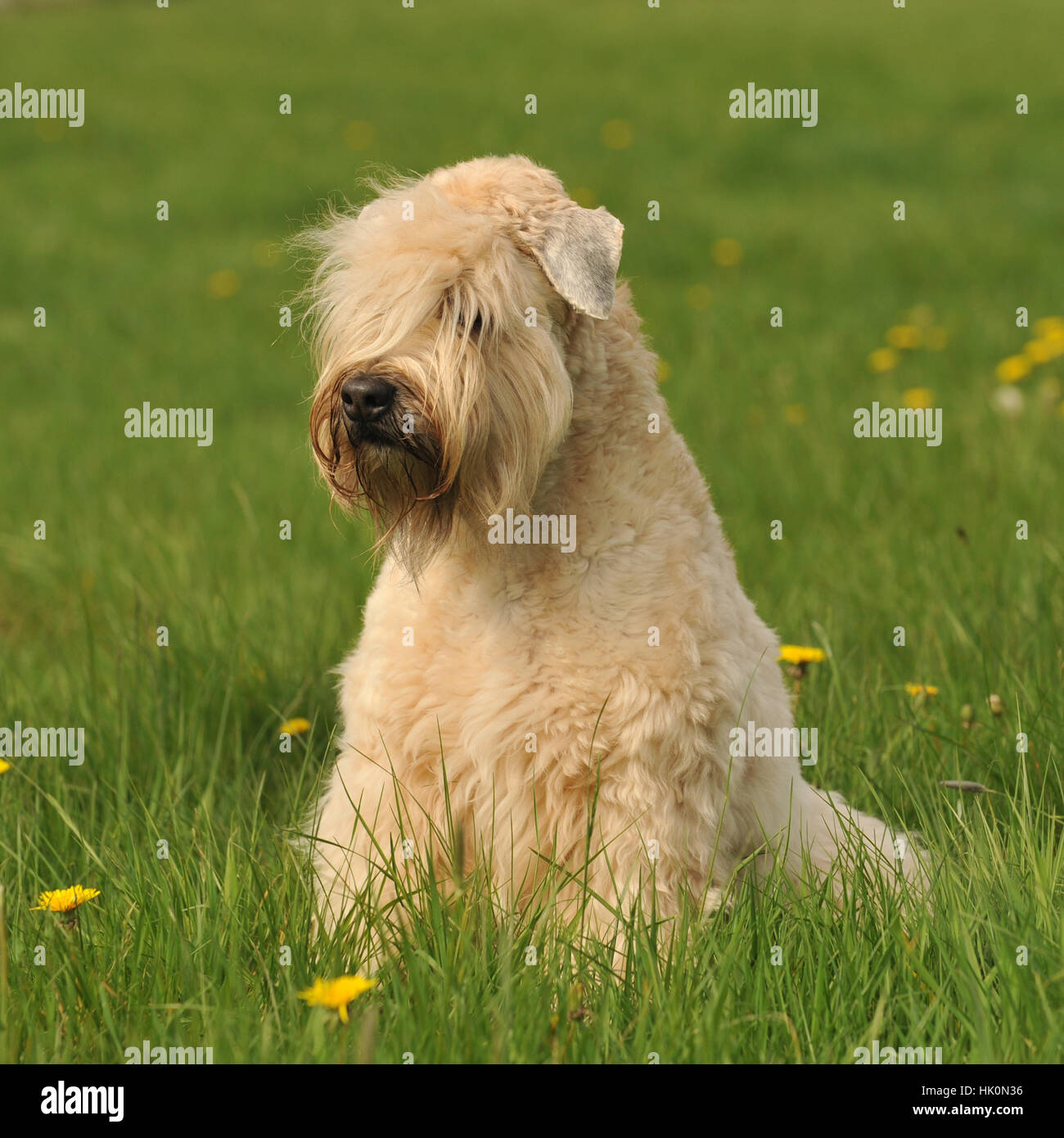 soft coated wheaten terrier Stock Photo Alamy