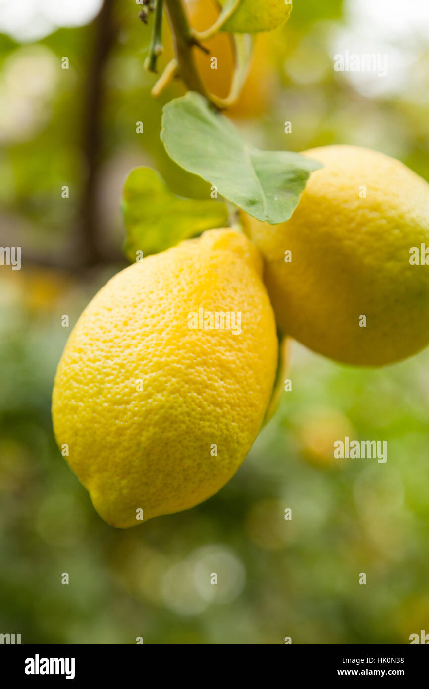 lemon on a lemon tree, France (Citrus × limon), Menton Stock Photo Alamy