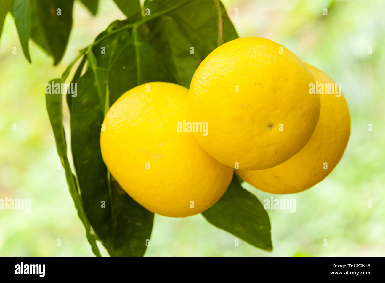 France, Alpes-Maritimes , Menton, fruit of pomelo (Citrus maxima). Stock Photo