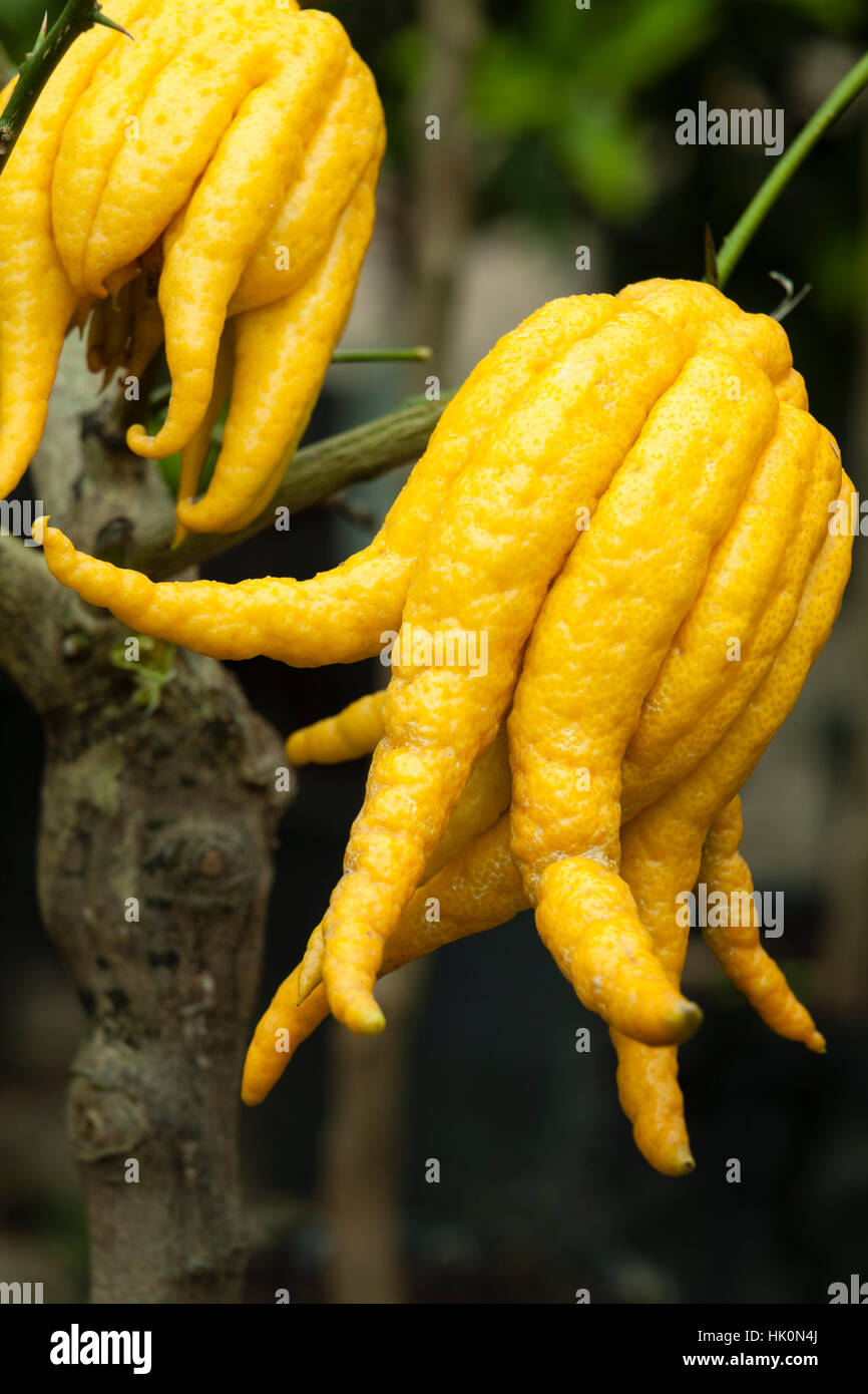 Fingered citron, Citrus medica 'Buddha's Hand' = Citrus medica var. sarcodactylis. Stock Photo