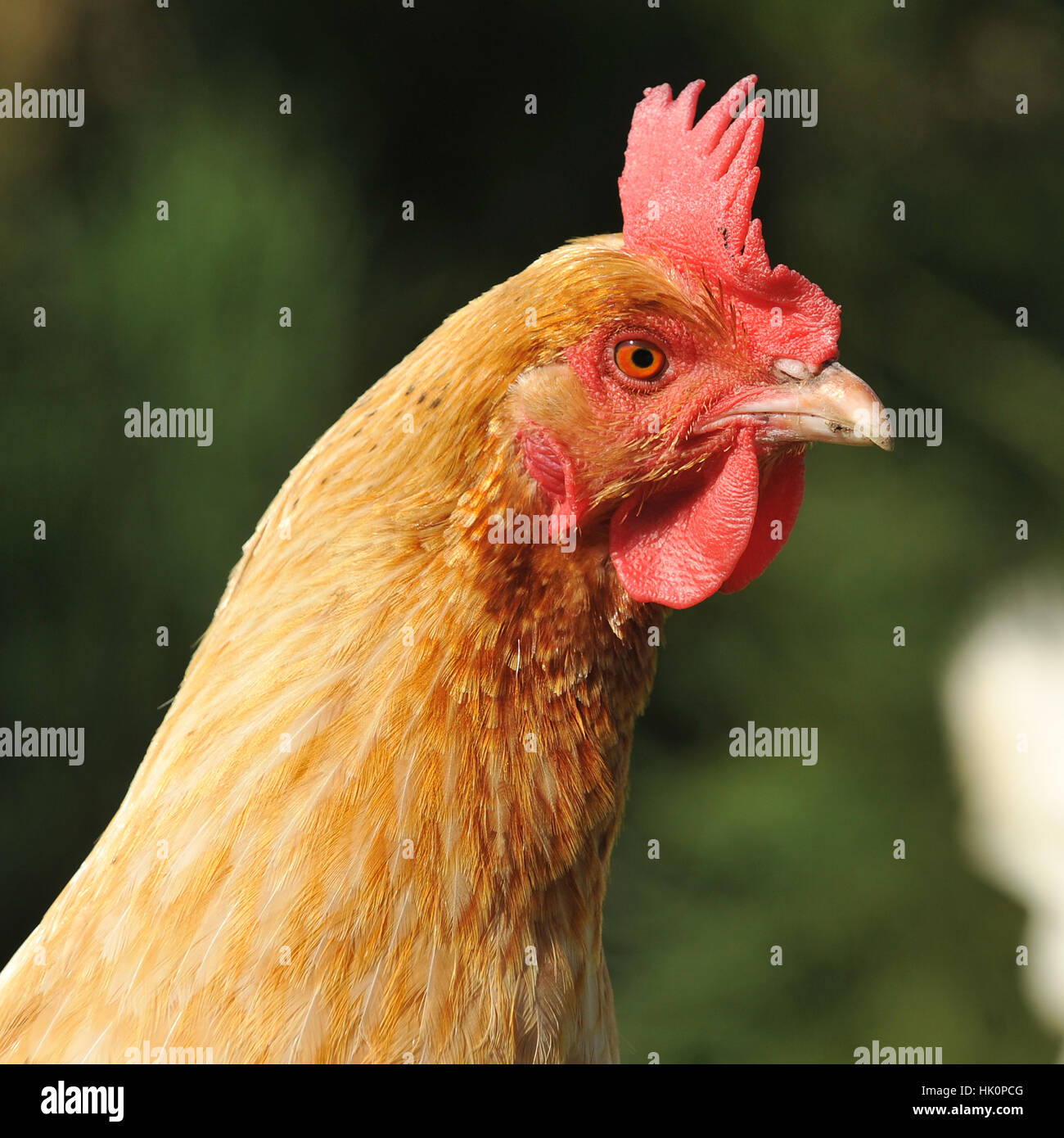 buff orpington chicken Stock Photo