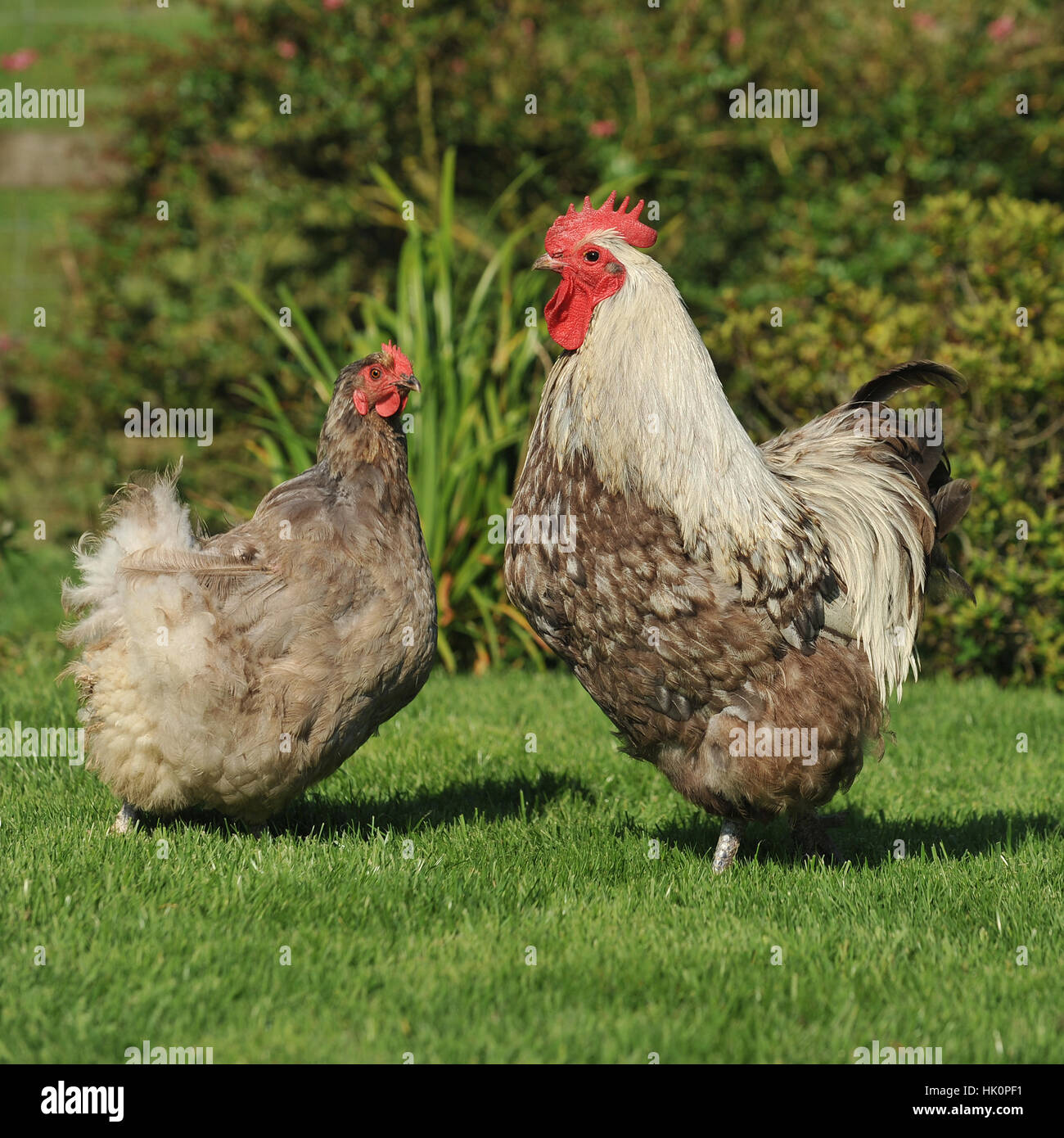 thumbnail image 2 of 12 +2/ RARE BREED Lavender Orpington Hatching Eggs 2 of 6