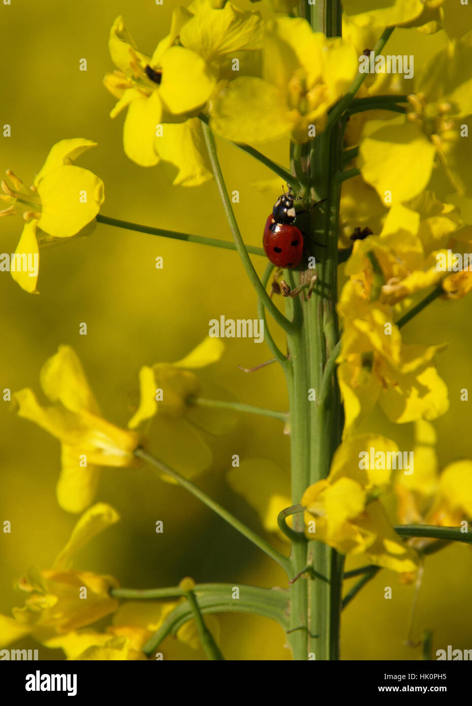 the red spot Stock Photo - Alamy