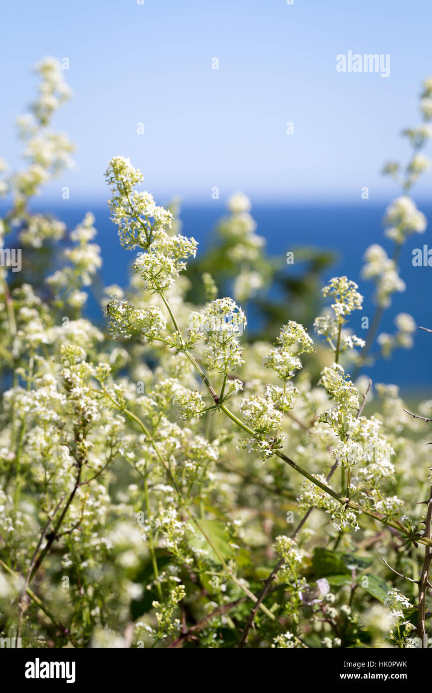 Galium mollugo (Hedge Bedstraw) Stock Photo