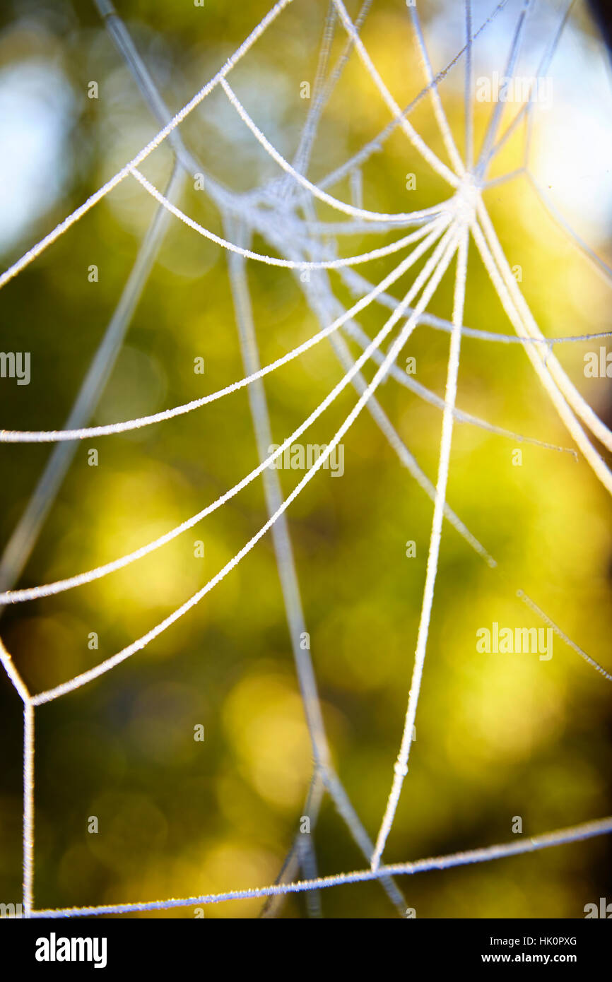 A cobweb created by a spider has frost forming on it. The background shows autumnal & winter colour. Stock Photo