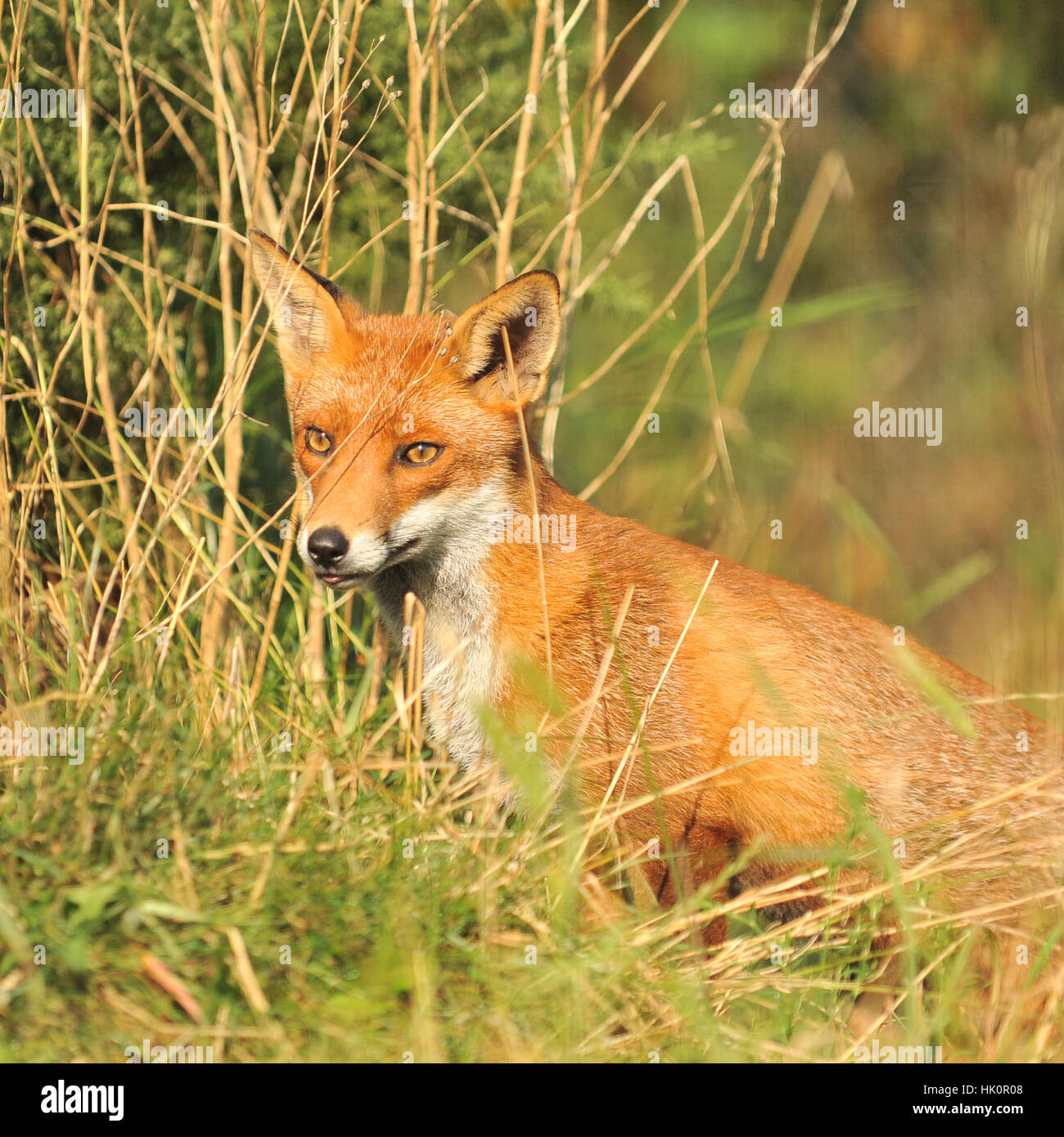 red fox, vulpes vulpes Stock Photo
