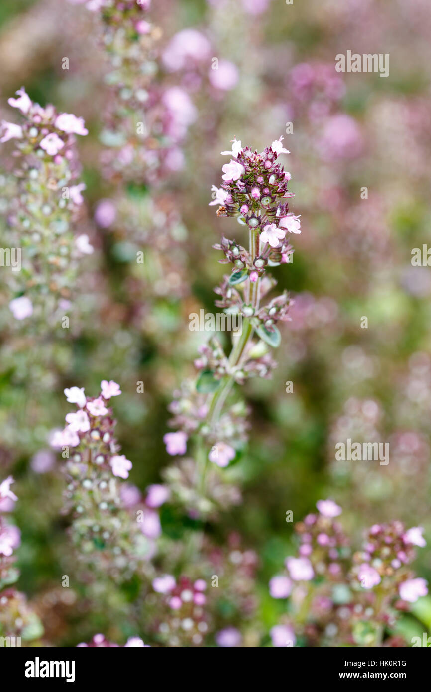 Thymus pulegioides (Broad Leaved Thyme Stock Photo Alamy