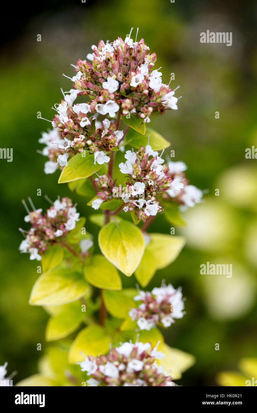 Origanum vulgare aureum hi-res stock photography and images - Alamy