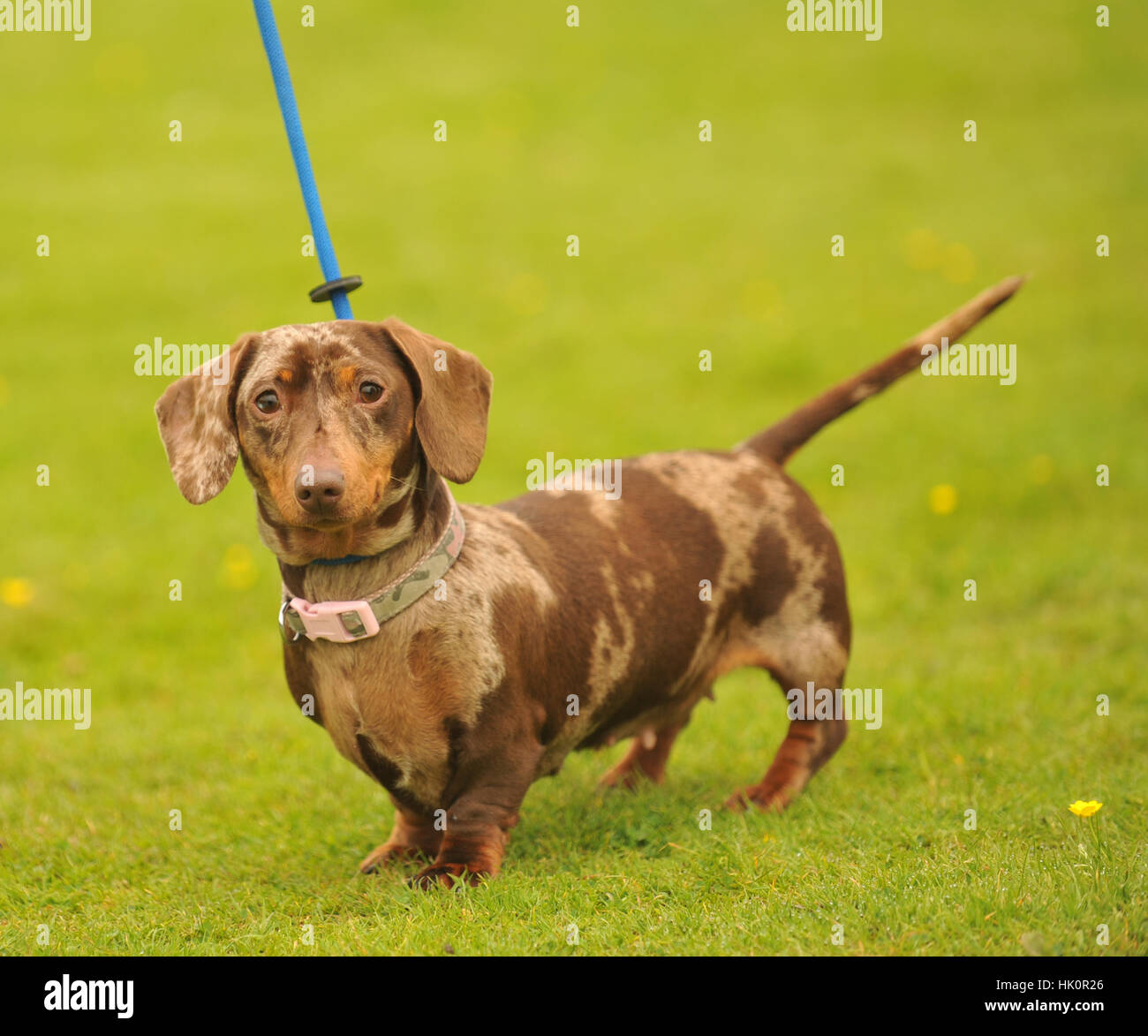 Dapple Dachshund Stock Photos Dapple Dachshund Stock Images Alamy