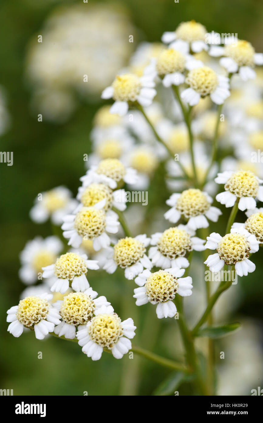 English mace hires stock photography and images Alamy