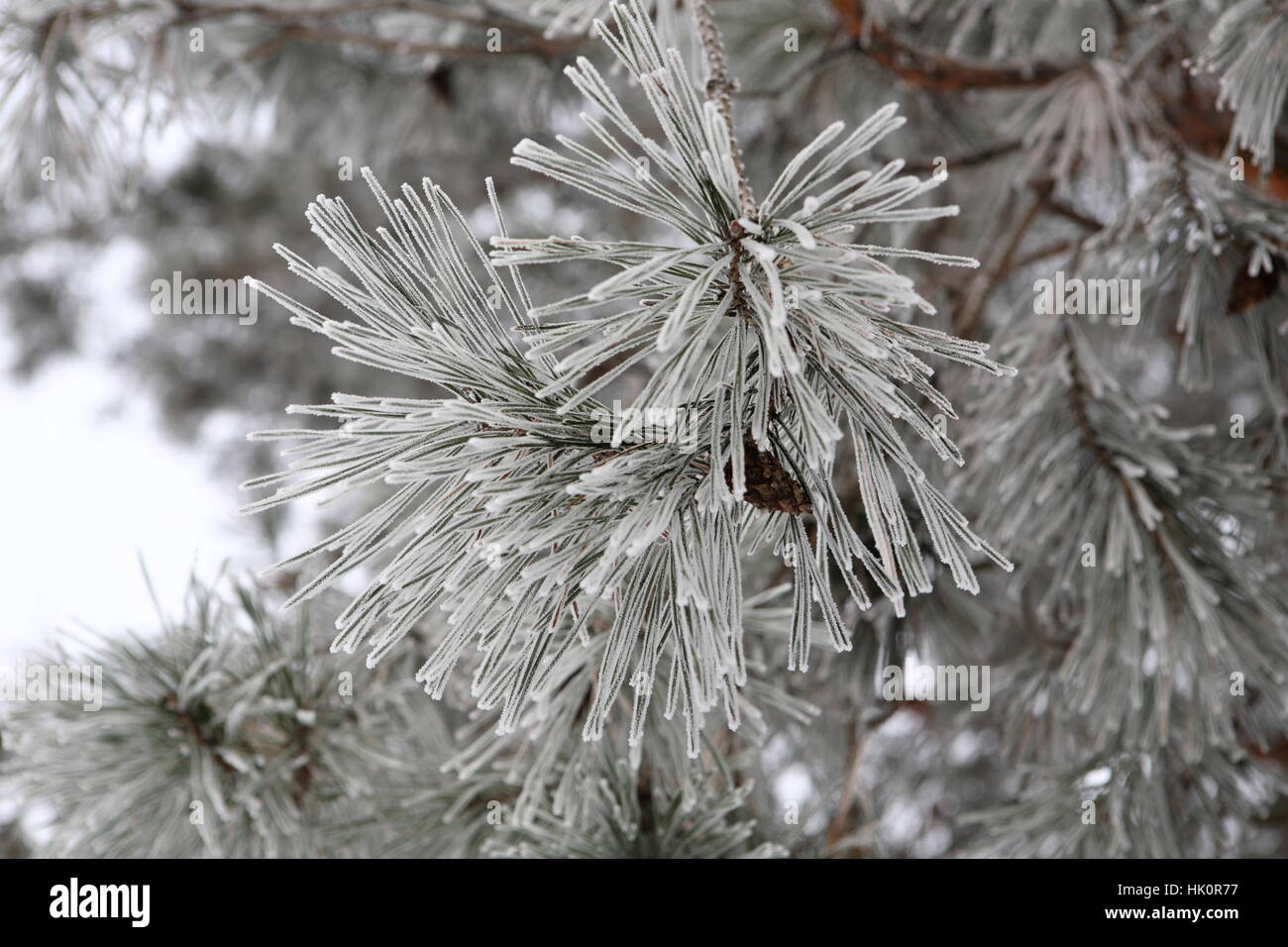 The branch of a pine covered with frost Stock Photo - Alamy
